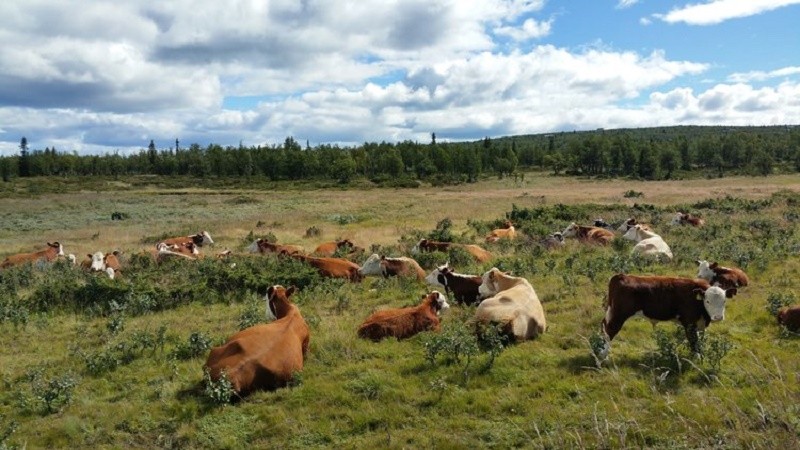 Vandring og Stlsbesk